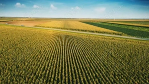 Teren agricol [5.91 ha] de vanzare langa Simand