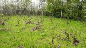 Teren Boldu, jud Buzau, pentru casa cu vie și pomi fructiferi - imagine 5