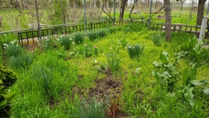 Teren Boldu, jud Buzau, pentru casa cu vie și pomi fructiferi - imagine 6