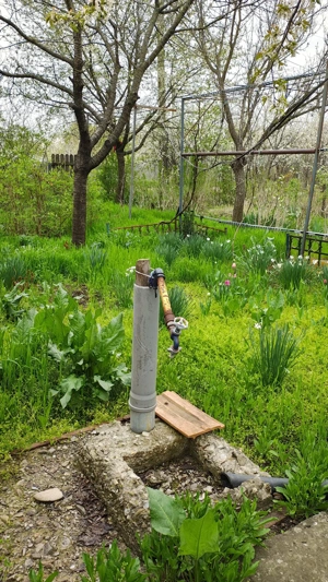 Teren Boldu, jud Buzau, pentru casa cu vie și pomi fructiferi - imagine 4