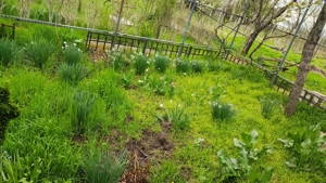 Teren Boldu, jud Buzau, pentru casa cu vie și pomi fructiferi - imagine 2