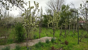 Teren Boldu, jud Buzau, pentru casa cu vie și pomi fructiferi - imagine 3