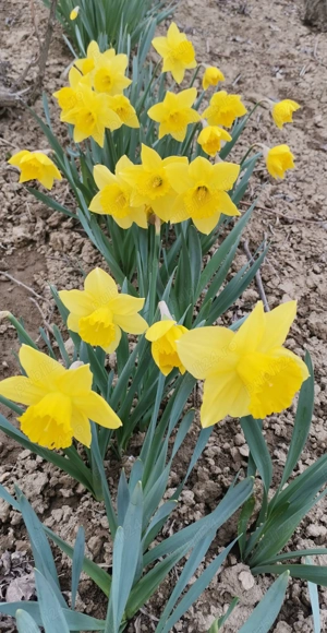 Vând bulbi de narcise galbene  - imagine 2
