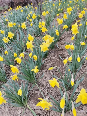 Vând bulbi de narcise galbene  - imagine 3