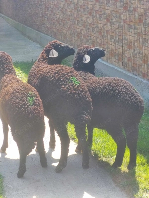 Mielute caracul Karacul