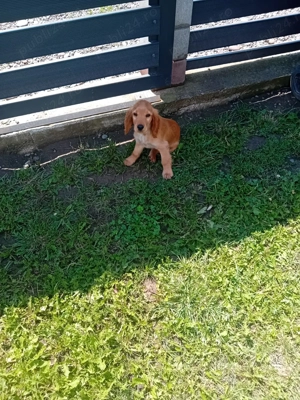 Vând cățel cocker spaniel - imagine 3