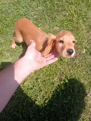 Vând cățel cocker spaniel - imagine 4