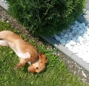 Vând cățel cocker spaniel - imagine 2