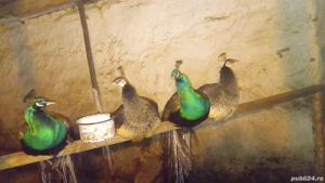 vănd schimb urgent  familie  - imagine 2