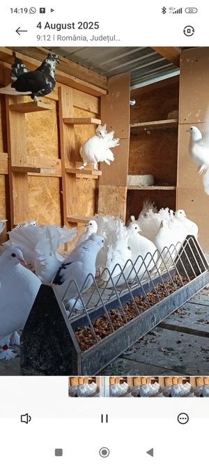 Porumbeii voltati si indieni - imagine 4