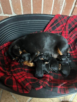 catei de vanzare  - imagine 3