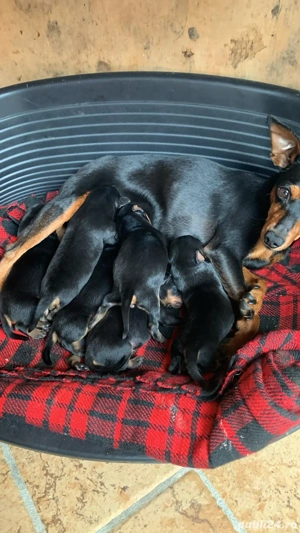 catei de vanzare  - imagine 4