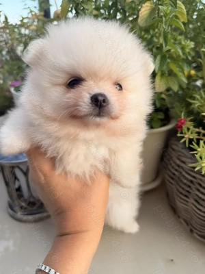 Pomeranian superb cu pedigree - imagine 4
