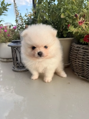 Pomeranian superb cu pedigree - imagine 2
