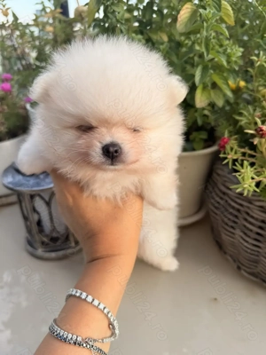 Pomeranian superb cu pedigree - imagine 5