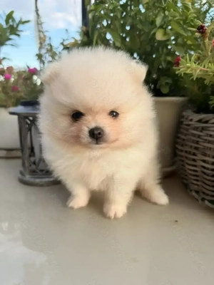 Pomeranian superb cu pedigree - imagine 3