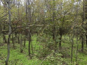 Pădure de Vânzare 1,5 ha Bolovani, Dâmbovița