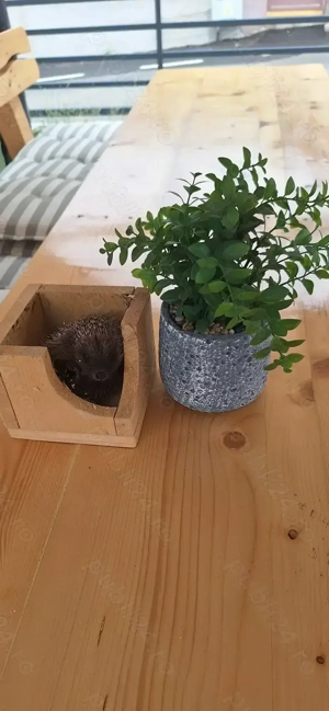 Pui de arici europeni autohtoni de grădină curte sau companie!  - imagine 2