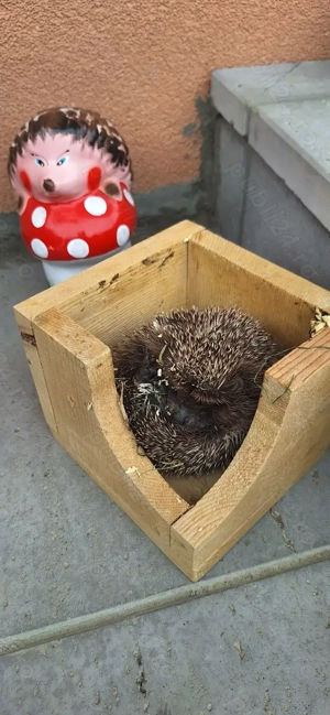 Pui de arici europeni autohtoni de grădină curte sau companie!  - imagine 5