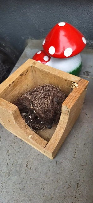 Pui de arici europeni autohtoni de grădină curte sau companie!  - imagine 6