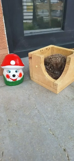 Pui de arici europeni autohtoni de grădină curte sau companie!