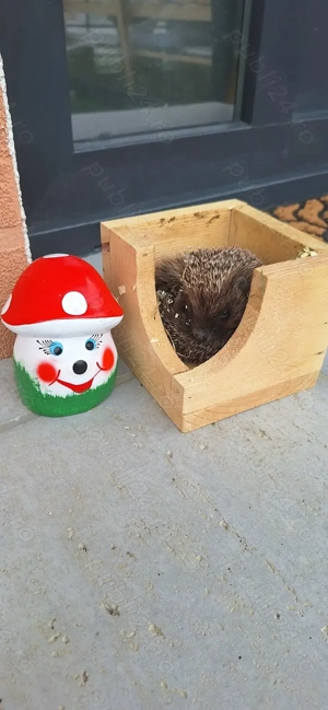 Pui de arici europeni autohtoni de grădină curte sau companie!  - imagine 4