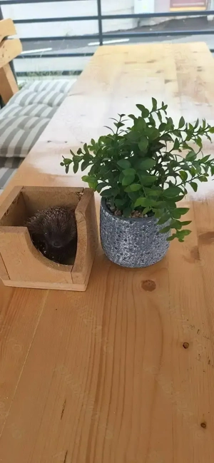 Pui de arici europeni autohtoni de grădină curte sau companie!  - imagine 3