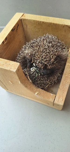 Pui de arici europeni autohtoni de grădină curte sau companie!  - imagine 7