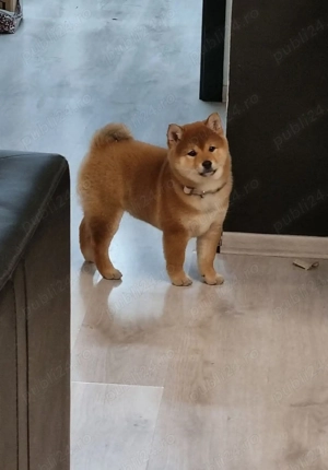 Shiba inu cu pedigree - imagine 2