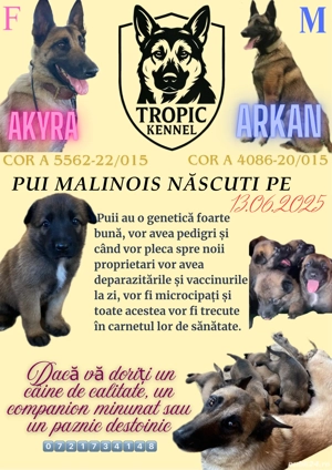 Căței Ciobănesc Belgian Malinois
