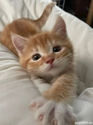 British Orange  - imagine 2