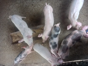 Porci de rasa Landrace și Pietrain - imagine 2