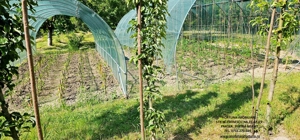 Proprietate la 5 km de oras- Vila P+1 + 5600 mp teren - imagine 6