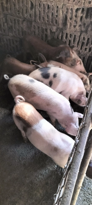 Șoldani de vînzare  - imagine 2