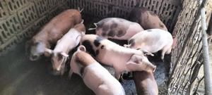 Șoldani de vînzare 