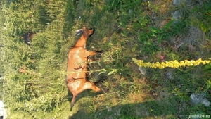 pereche alpina cu pedegree 