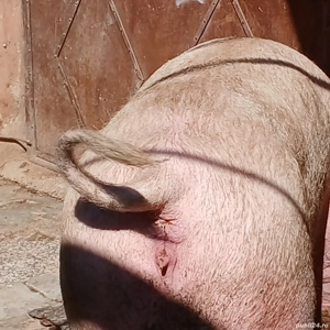 porci mari 300-360 kg