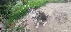 Caine husky rasa pur+cusca de transport 400 euro - imagine 3