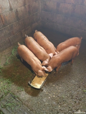 Purcei de vânzare - imagine 3