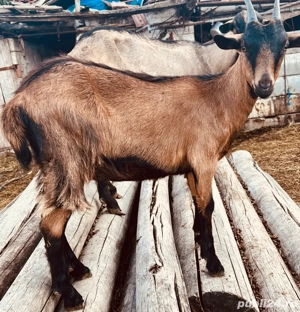 vand capre, tapi Alpin Francez - imagine 4