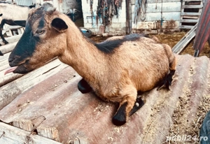 vand capre, tapi Alpin Francez - imagine 2