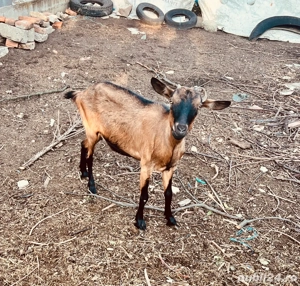 vand capre, tapi Alpin Francez - imagine 5