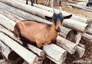 vand capre, tapi Alpin Francez - imagine 3