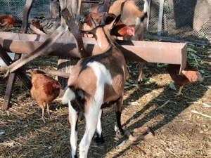 Capre și un Țap Alpin Francez 