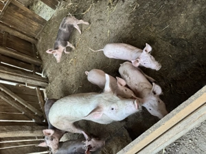 Porci   purcei crescuți în gospodăria proprie