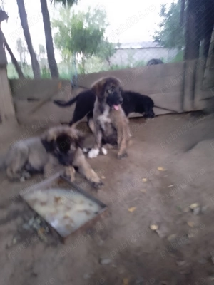 Căței caucazian  - imagine 2