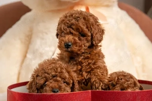 Achizitioneaza la OFERTA Caniche PITIC Pudel TOY pentru cei dragi.NU lasa par.Livrare la Bucuresti