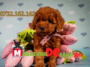 Caniche Pitic Pudel Toy Poodle! Rasa Pura! Factura!Microcip!Inregistrare!Garantie!Livrare la Suceava