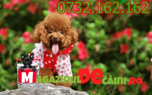 HRANA GRATUITA-Catei Caniche pitic Pudel Toy cu Factura,Carnet,Microcip-Livrare la Brasov - imagine 2