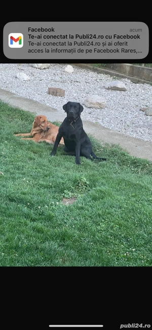 Pui Labrador - imagine 4